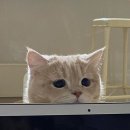 포슬