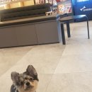 24시 쓰담쓰담 동물메디컬센터 이미지