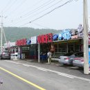 서해백합