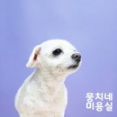 애니네 반려견 미용실 이미지