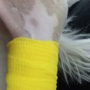 라라동물의료원 이미지