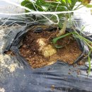 구월농장 이미지