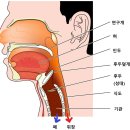 🦉원인을 잘 알수없는 목에 데미지를 주는 것들을 정리해 봤습니다. 이미지