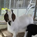 우리염소 이미지