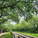 병암북로4번길 | [창원/진해] 경화역벚꽃길 &lt;경화시장&gt; 경화장 오일장 장날 방문 후기 | 물건, 주차