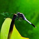 경주연꽃단지 이미지