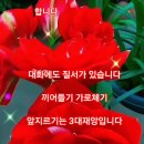 태양이발