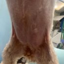 개르띠에 | 개르띠에 창원애견미용 체험 후기