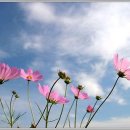 푸른하늘 이미지