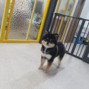 레오그루밍 이미지