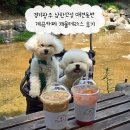 남한산성로 | 경기광주 남한산성 애견동반 계곡카페 개울테라스 후기