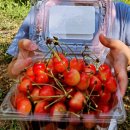 푸름농장 | 🍒 천안푸름체리농원🍒체험,시식 후기 경기도체리농원