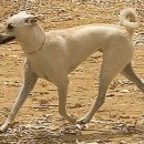 시바(SHIBA)