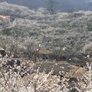 매화골향기 이미지