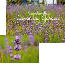 팜카밀레 이미지