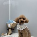 벨라 펫샵 이미지