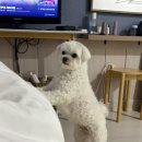 조나단 민박 네이버블로그