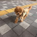 뚜뚜애견 이미지