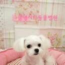 광명시티동물병원 이미지