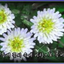 봄편지/이해인* 노래-보라빛 엽서/임영웅 이미지