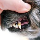 노블덴탈 이미지