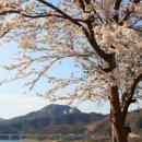 용담면 벚꽃길 이미지