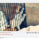 고양이이야기 이미지