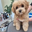 축복 펫살롱 이미지