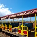 추억농장 | 하와이 파인애플 농장 투어 후기: 달콤한 추억을 담다