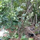 주목나무집 이미지