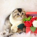 폴캐터리 이미지