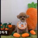 땡글하개 네이버블로그