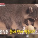 라쿤솜사탕