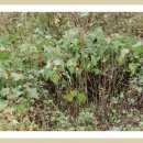 단지농장 이미지