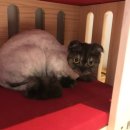 소풍애견미용 이미지