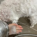 오구오구 펫살롱 이미지