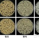 진미 이미지