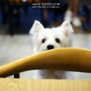 테리몽하우스 이미지