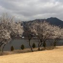 매화공원 이미지