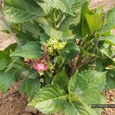 인영농장 이미지