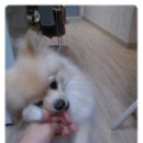 도도 이미지