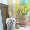 호이펫샵 이미지