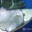 펜테일