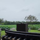 전주에서 7월에 비가 오면 무적권 덕진공원! 이미지