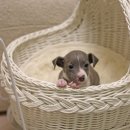 퍼피 켄넬 이미지