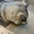 건강하게 동물병원 | 13살 노령견 강아지 거위소리 건강검진 후기-대전 아프리카 동물병원 메디컬센터