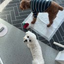 젤리뽀개린이집 이미지