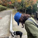 구갈레스피아 이미지