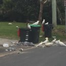 시드니 주민 VS 호주 앵무 코카투… 음식물 쓰레기 두뇌 전쟁 이미지
