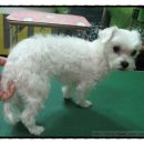 딸기펫살롱 이미지